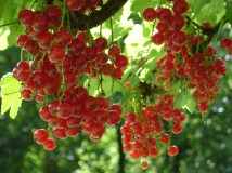 red-currant-4129_1280